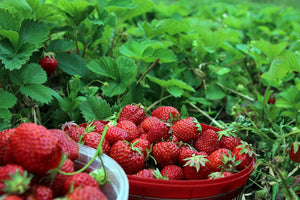 Frische Erdbeeren